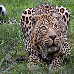 Terrace Apartment, Апартаменты